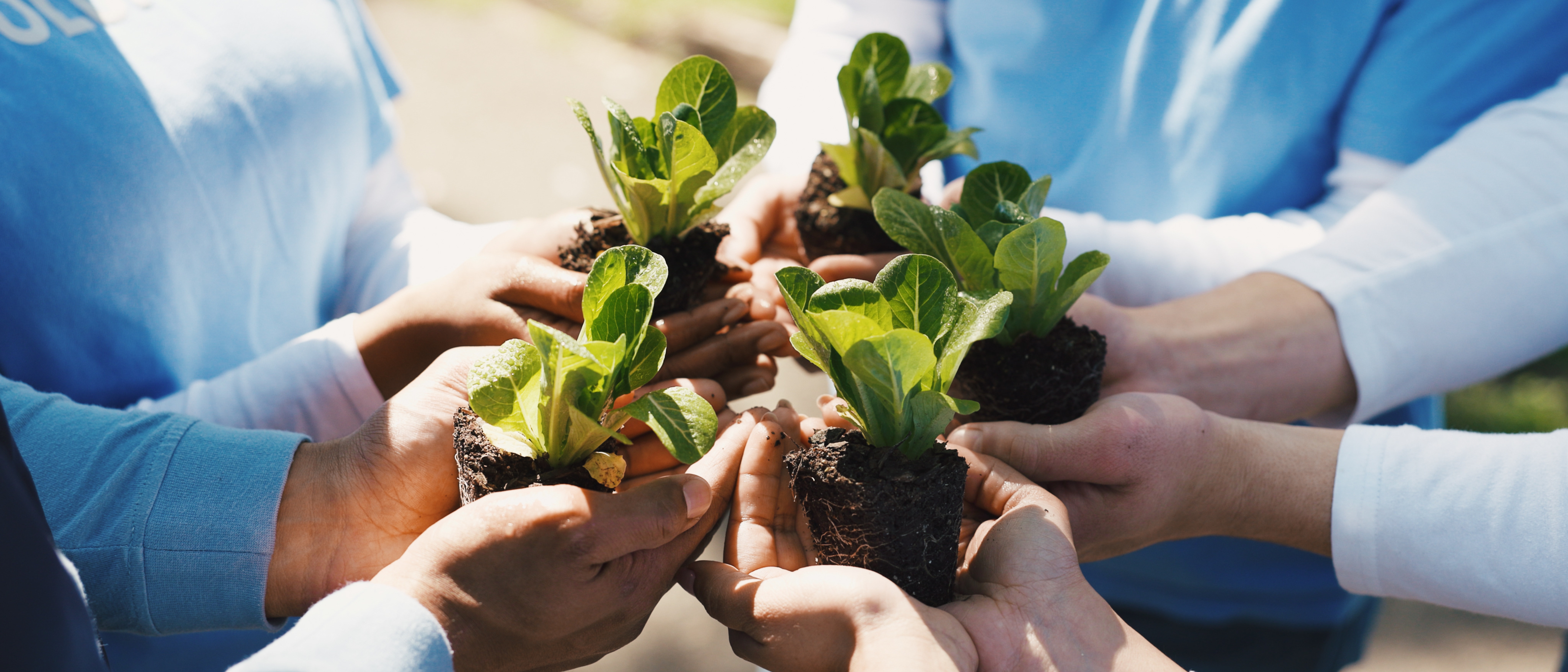 Fertilizer, plants and hands of volunteer group in nature for sustainability community service. Non profit, outdoor and ngo people with soil for leaf growth with charity event at park for earth day.